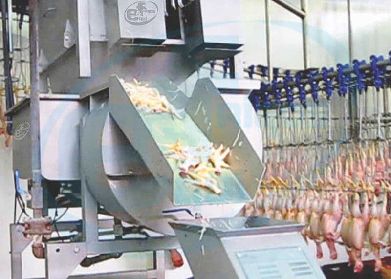 Escaldadora-Automática-de-patas-tipo-tornillo2